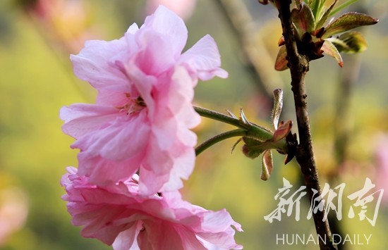 1525920618718114.jpg 3.jpg